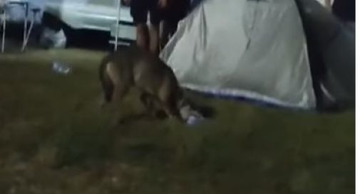 Cimadolmo, lupo avvistato al festival: si aggirava tra la folla  - VIDEO