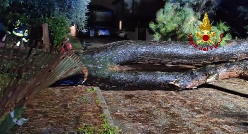 Vento forte abbatte alberi: strade bloccate a Casale e Mogliano (Video)