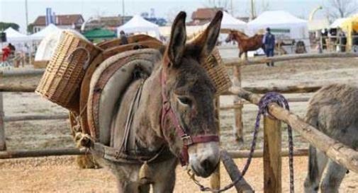 Dopo due anni torna l’Antica Fiera di Godega