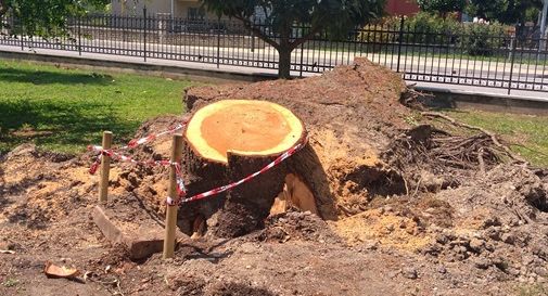 Tromba d'aria sradica albero, da sotto affiora ordigno bellico