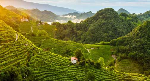 Il Prosecco Docg fa bene al territorio: più macchine, case più grandi e residenti più ricchi