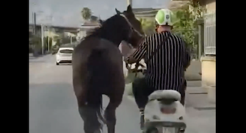 frame video cavallo trainato