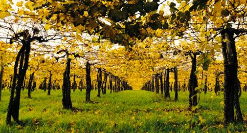 Vigneti più distanti dai centri abitati