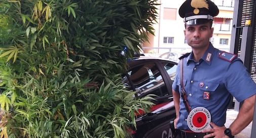 sequestro piante marijuana