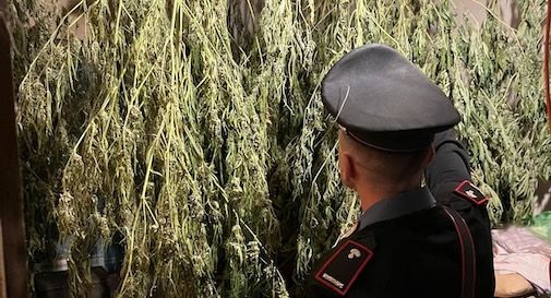 sequestro marijuana