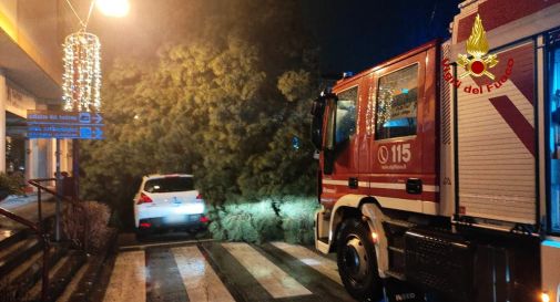 Pino marittimo piomba in piena notte su due auto: danni ingenti