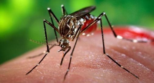 West Nile, segnalato il primo caso 