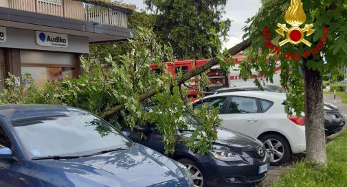 Oderzo, ramo si spezza e finisce sulle auto in sosta