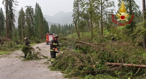 Maltempo, Cadore sotto torchio: danni d'acqua e alberi in strada