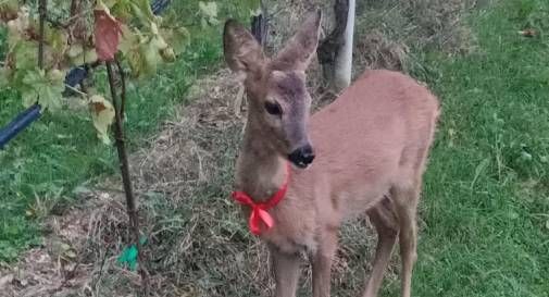 capriolo conegliano