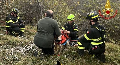 Cison, cane cade nel burrone, salvato dai Vigili del Fuoco