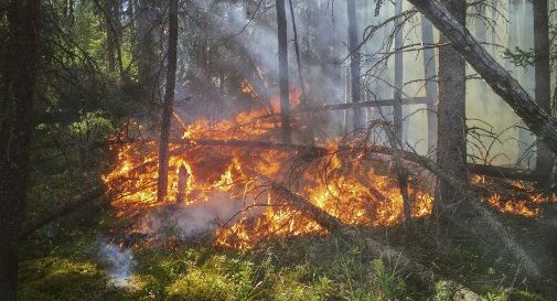 Incendi boschivi: 