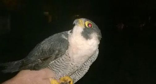 Falco pellegrino ferito durante la migrazione