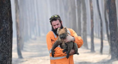 Australia: studio,3 miliardi animali spariti in incendi 2019