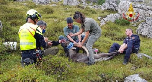 Stambecco ingoia una scatoletta tonno e rischia di morire: salvo 