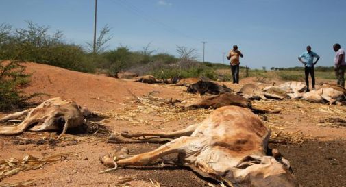 Guerra e clima affamano oltre 20 milioni di persone nell'Africa orientale