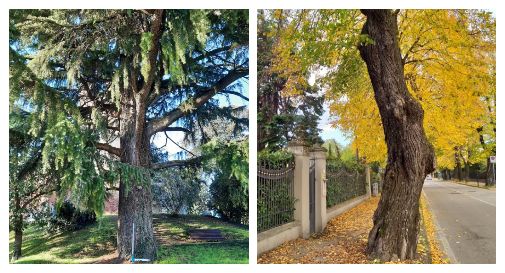 Alcuni degli alberi riconosciuti come monumentali dal Ministero delle politiche agricole alimentari e forestali