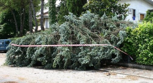 Vento, pompieri al lavoro per alberi caduti