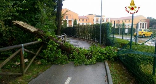 albero lungo la ciclabile