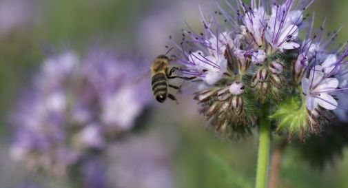 Quale il futuro delle api? Se ne parla a Oderzo