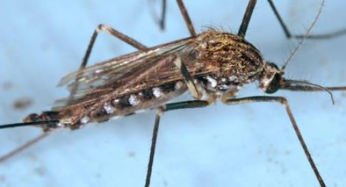 West Nile: identificato cluster in area agricola 