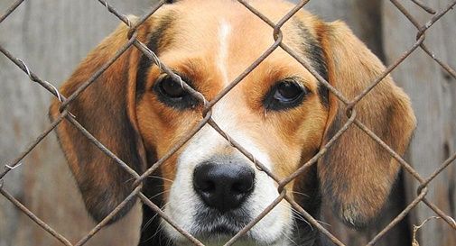 Ricerca: protesta contro uso di cani beagle in sperimentazione