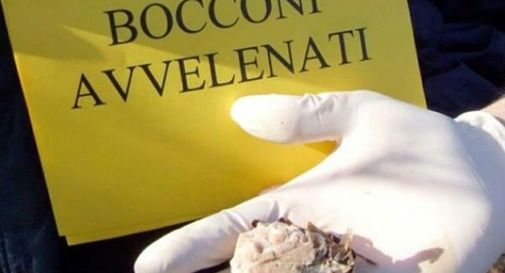 bocconi avvelenati 