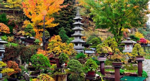 Spariscono i bonsai al Giardino Museo della Serenità di Tarzo