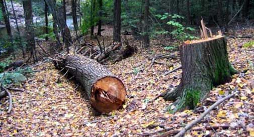 Tragico incidente mentre taglia la legna nel bosco: muore travolto da un tronco