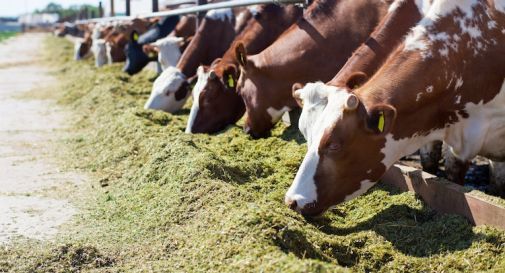 Vedelago, bovini comprati con assegni falsi