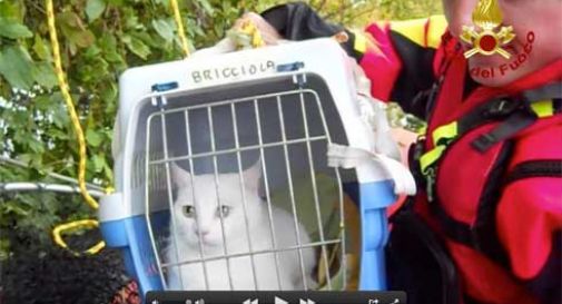 Rischia di finire nel Piave in piena, micio salvato VIDEO