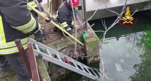 Un lupo nel centro della città, i vigili del fuoco lo salvano 