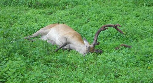 Schianto tra moto e cervo, muore l'animale