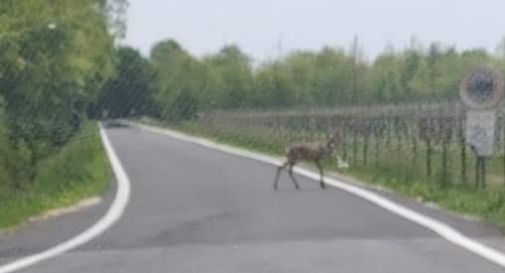 Cessalto, capriolo avvistato vicino al bosco di Olmè