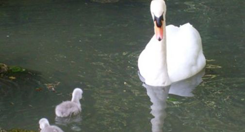 Piccoli cigni in salvo grazie ai vigili del fuoco