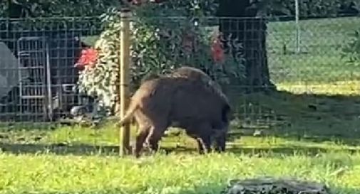 Cinghiale a spasso nel giardino, incontro inaspettato a Ponte di Piave 