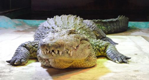 Specie a rischio: il Tropicarium park di Jesolo punta a reintrodurle in natura  