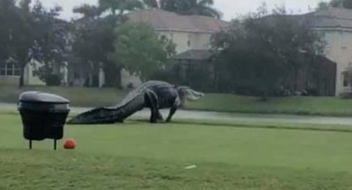 Avvistato Godzilla sul campo da golf, ma è “solo” un coccodrillo gigante