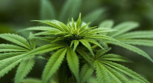 Agricoltore di Ponzano scopre coltivazione illegale di marijuana