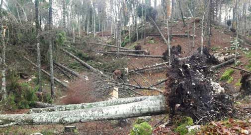 Foreste devastate dal maltempo, 