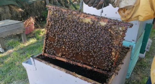 2024 il peggiore anno nella storia per l'apicoltura veneta 