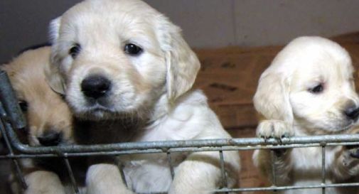 Fermato camion con carico illegale di cuccioli: 49 i cani salvati dalla polizia