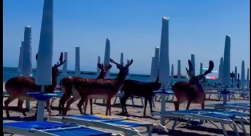 Branco di daini lungo la spiaggia tra gli ombrelloni