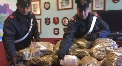 Roma, fiumi di droga sotto l'albero: 33 arresti e sequestrati 75 kg