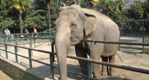 Bimba uccisa da un elefante allo zoo