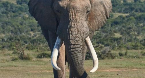 Elefante calpesta a morte una turista