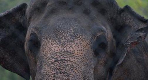 Attaccato e ucciso da un elefante in Nepal, voleva farsi un selfie