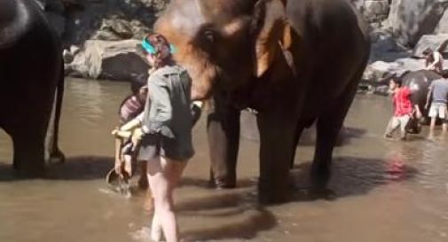 La turista gli lava la proboscide, l'elefante reagisce così