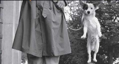 Giornata mondiale del cane, Treviso la celebra con le foto di Erwitt