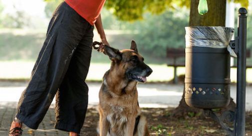 Non raccoglie le feci del cane: 400 euro di multa a Treviso